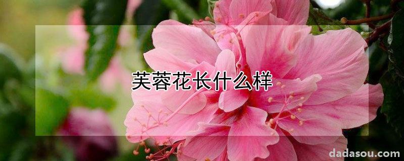 芙蓉花长什么样