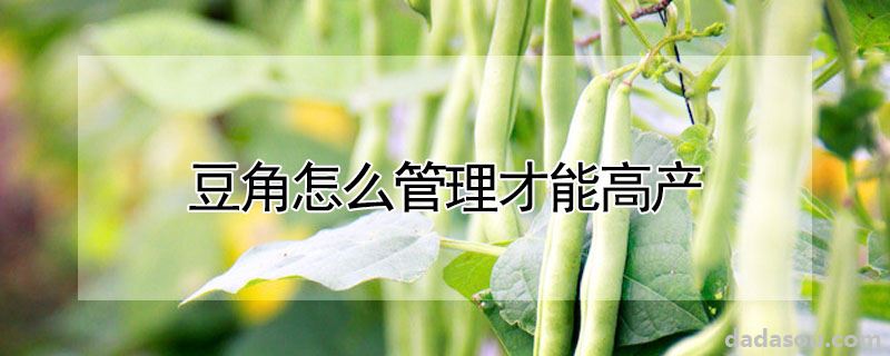 豆角怎么管理才能高产