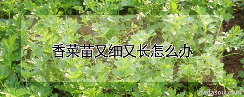 香菜苗又细又长怎么办