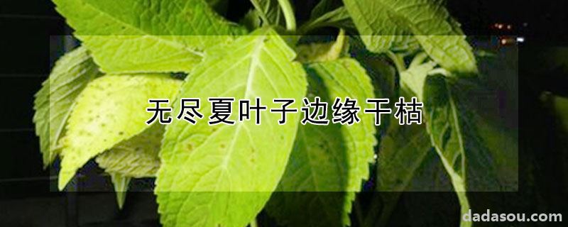 无尽夏叶子边缘干枯