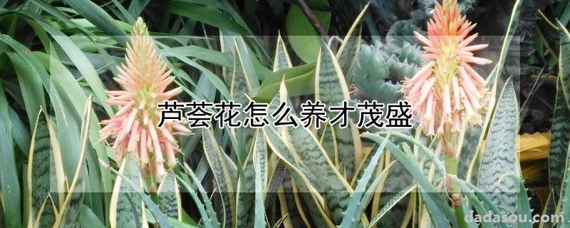 芦荟花怎么养才茂盛