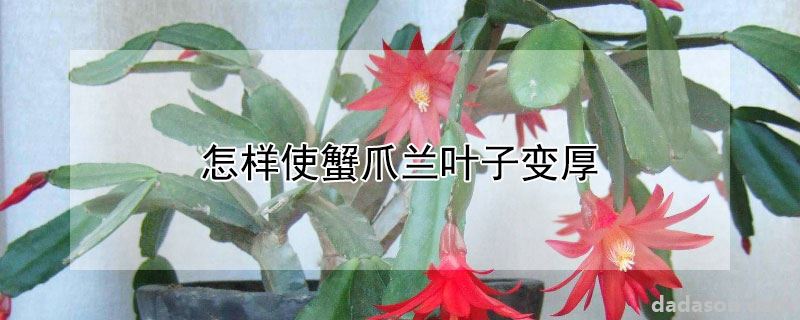 怎样使蟹爪兰叶子变厚