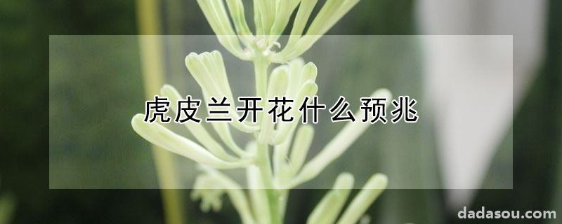 虎皮兰开花什么预兆