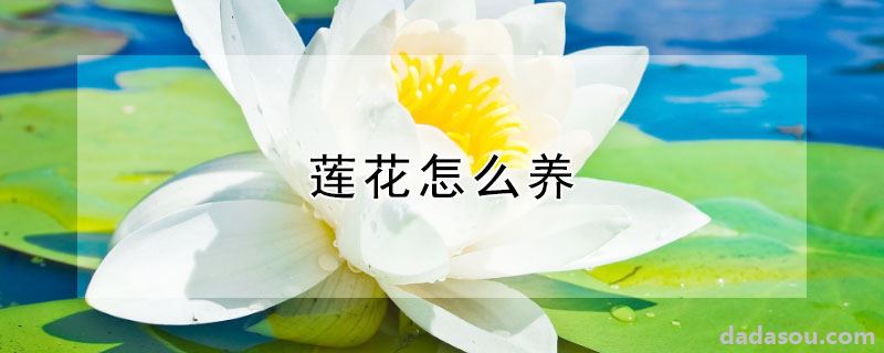 莲花怎么养