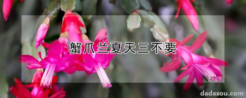 蟹爪兰夏天三不要