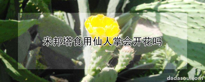 米邦塔食用仙人掌会开花吗