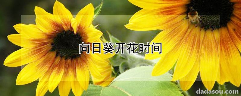 向日葵开花时间