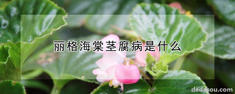 丽格海棠茎腐病是什么