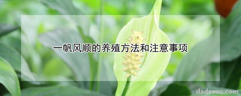 一帆风顺的养殖方法和注意事项