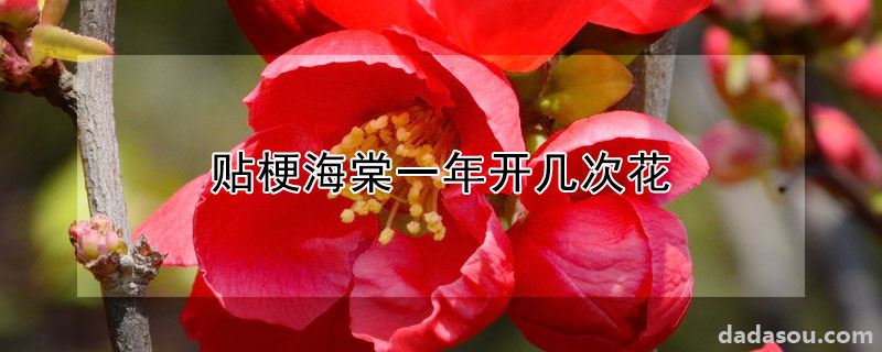 贴梗海棠一年开几次花