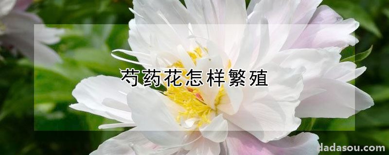 芍药花怎样繁殖