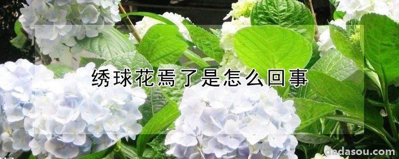 绣球花焉了是怎么回事