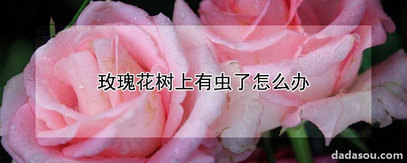 玫瑰花树上有虫了怎么办