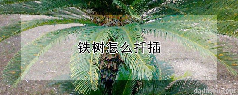 铁树怎么扦插