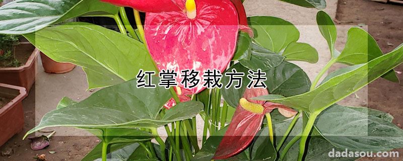 红掌移栽方法