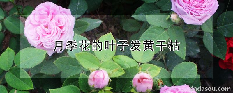 月季花的叶子发黄干枯