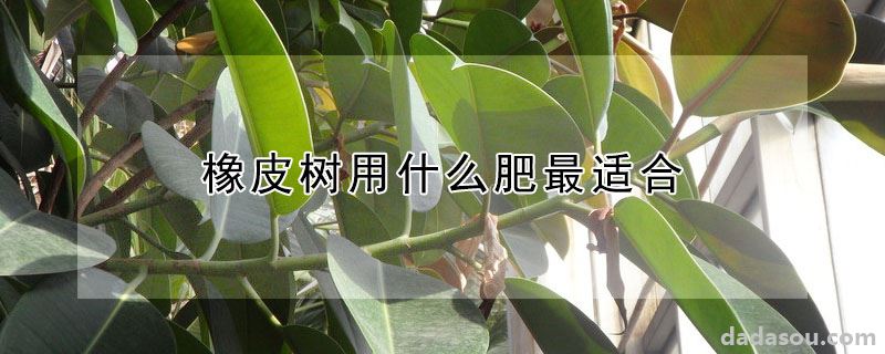 橡皮树用什么肥最适合