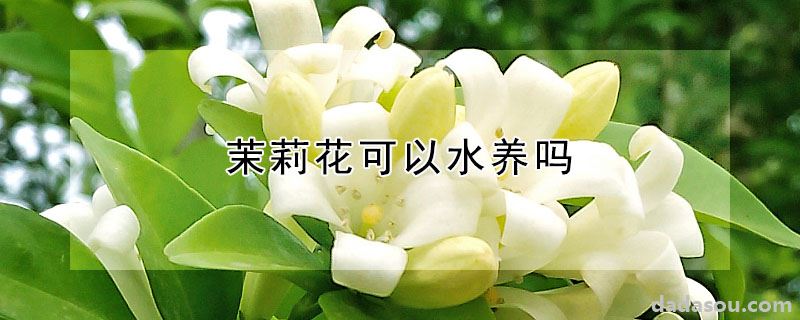 茉莉花可以水养吗