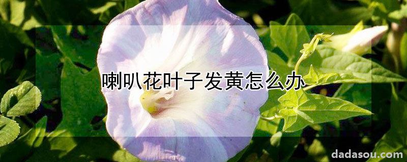 喇叭花叶子发黄怎么办