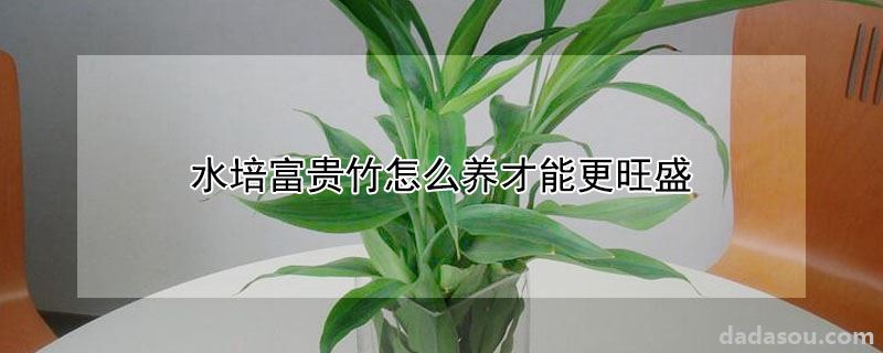 水培富贵竹怎么养才能更旺盛