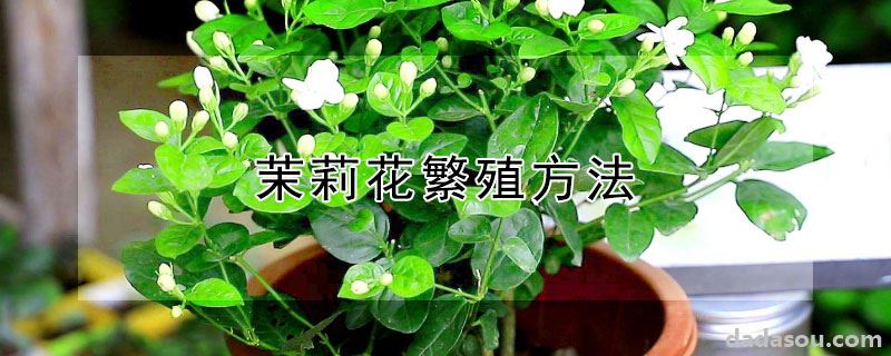 茉莉花繁殖方法