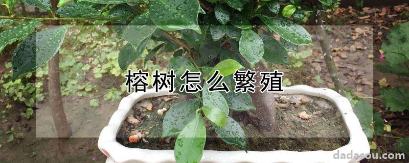 榕树怎么繁殖