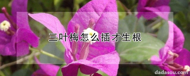 三叶梅怎么插才生根