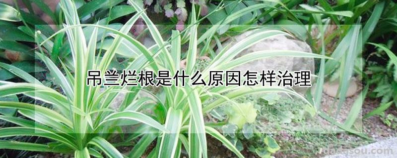 吊兰烂根是什么原因怎样治理