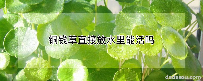 铜钱草直接放水里能活吗