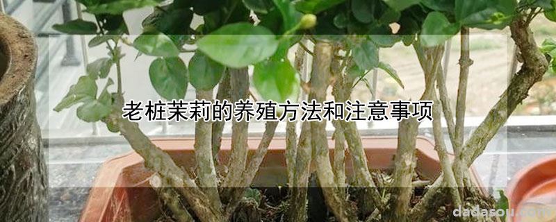 老桩茉莉的养殖方法和注意事项