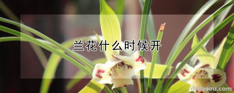 兰花什么时候开