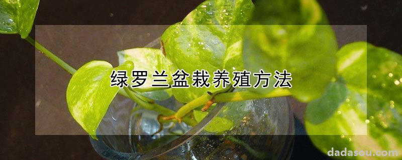 绿罗兰盆栽养殖方法