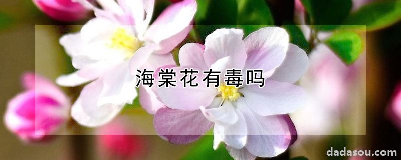 海棠花有毒吗