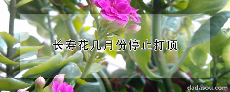 长寿花几月份停止打顶