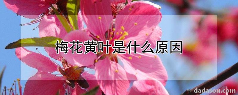 梅花黄叶是什么原因