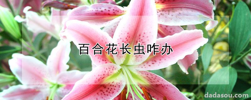 百合花长虫咋办