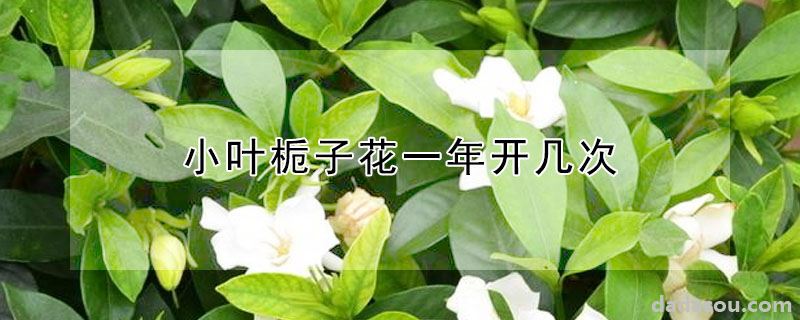 小叶栀子花一年开几次