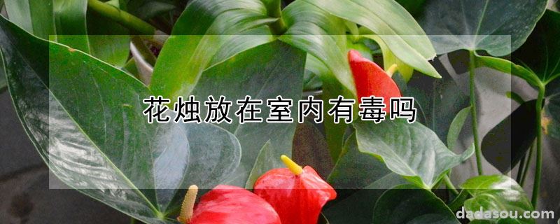 花烛放在室内有毒吗