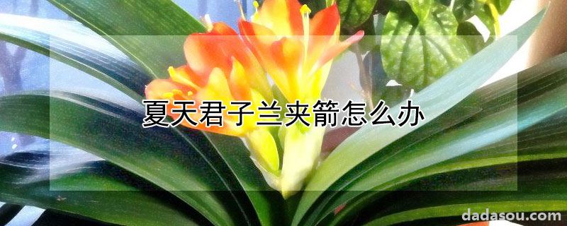 夏天君子兰夹箭怎么办