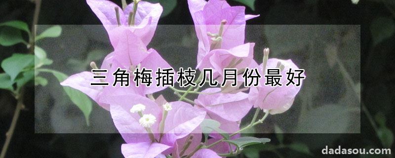 三角梅插枝几月份最好