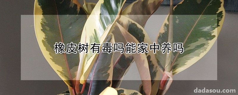 橡皮树有毒吗能家中养吗