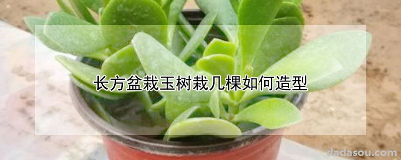 长方盆栽玉树栽几棵如何造型