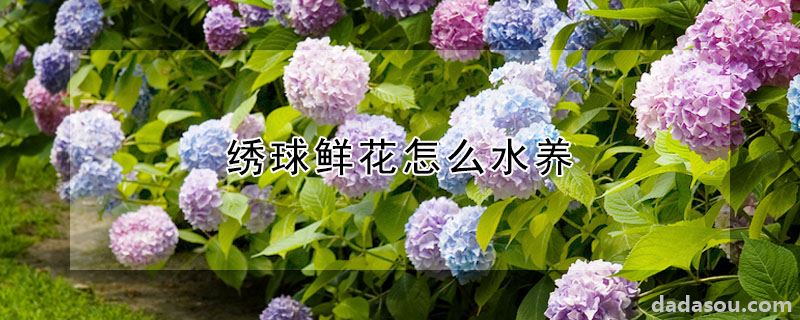 绣球鲜花怎么水养