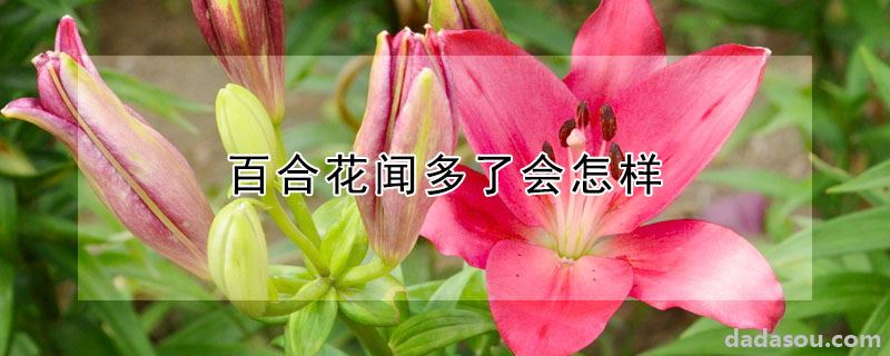 百合花闻多了会怎样