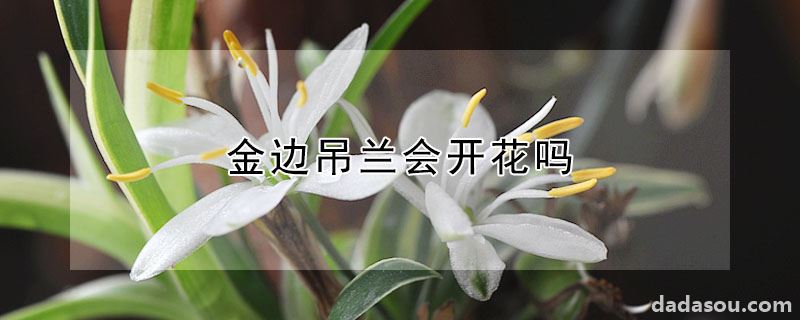 金边吊兰会开花吗