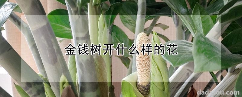 金钱树开什么样的花