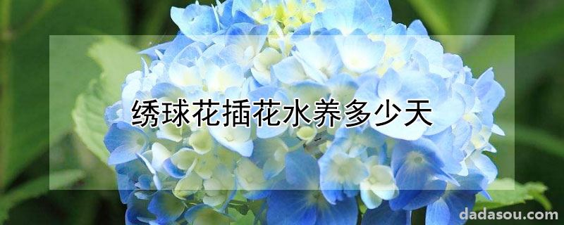 绣球花插花水养多少天