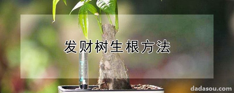 发财树生根方法