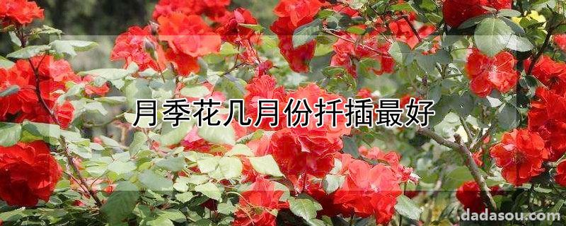 月季花几月份扦插最好