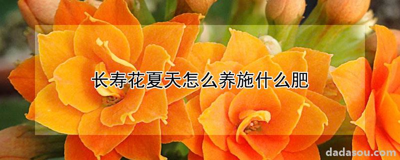 长寿花夏天怎么养施什么肥